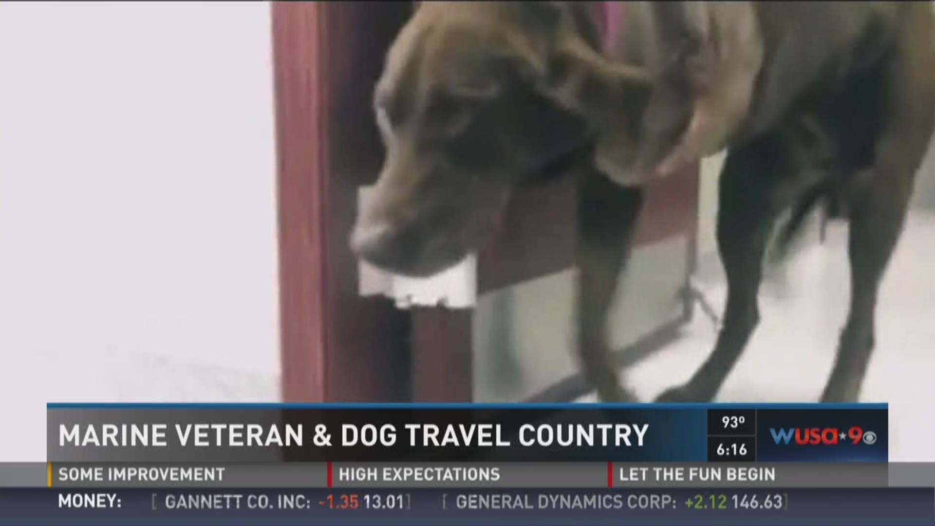 Marine Veteran Dog Travel The Country Wusa9 Com