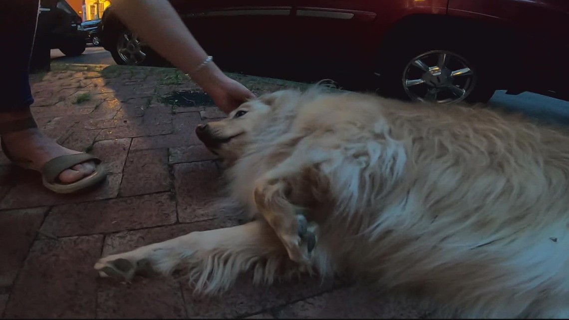 Owner tracks down alleged thief after DC dog stolen - Vimarsana News