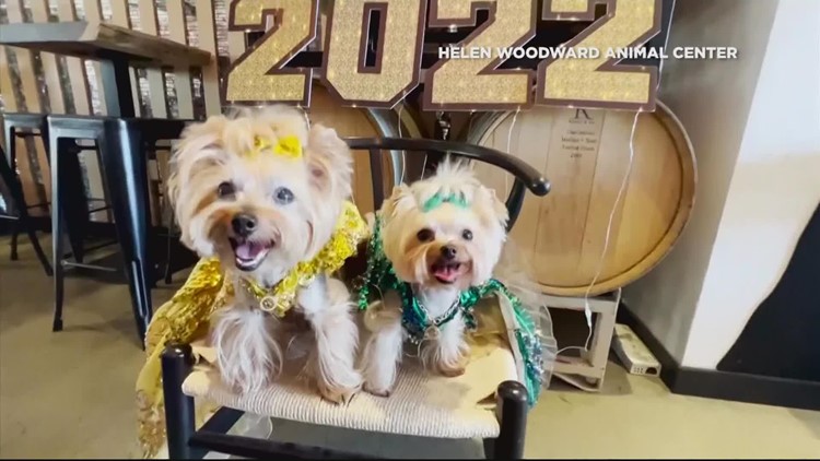 Get Uplifted: Puppy prom returns