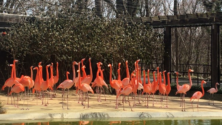 Fox trapped, reportedly euthanized for possibly killing 25 flamingos, 1 duck at National Zoo