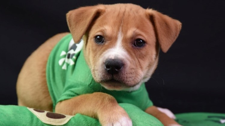 'Test your luck' | Fairfax Co. Animal Shelter offers reduced adoption fees through St. Patrick's Day weekend