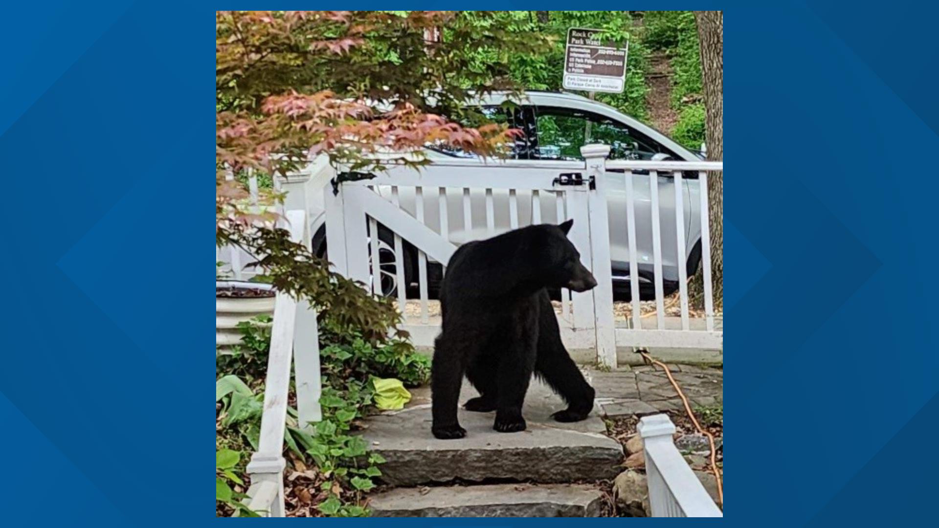 This is the second black bear sighting in Brookland in two years.