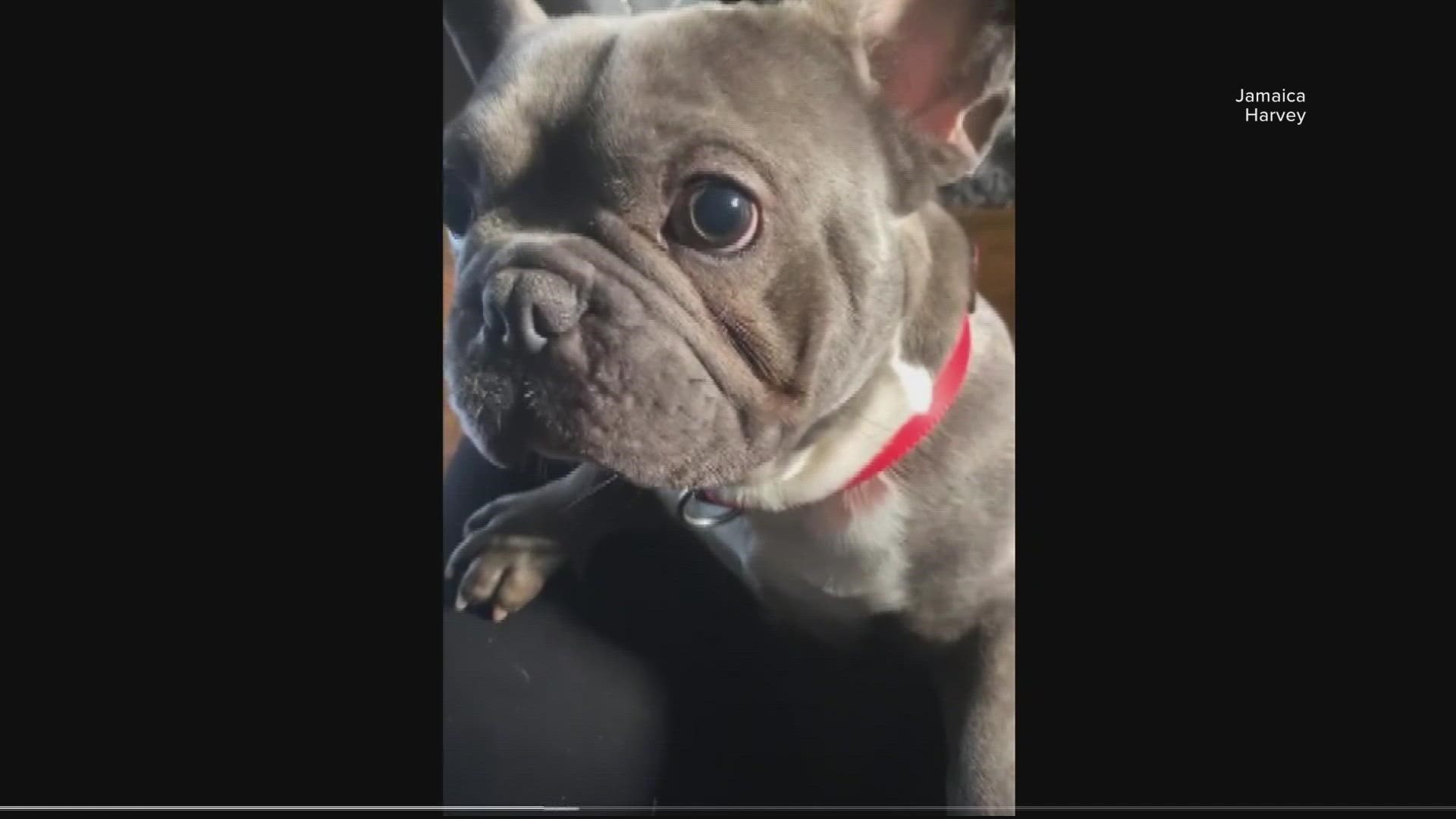 Bruno, a 14-month-old French Bulldog, was stolen from his owner on the 5400 block of Kansas Avenue Northwest while out on a walk.  WUSA9 talks to Jamaica Harvey.
