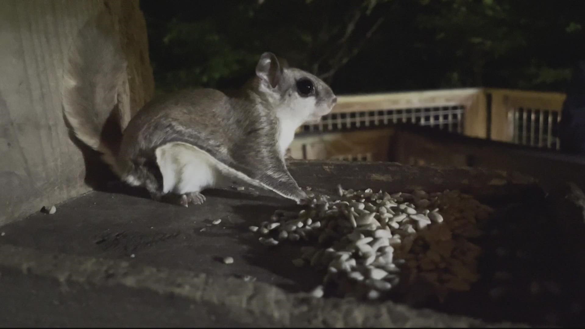 Adam Longo takes us to Wheaton, Maryland -- where a group of volunteers has an important job: taking care of flying squirrels.