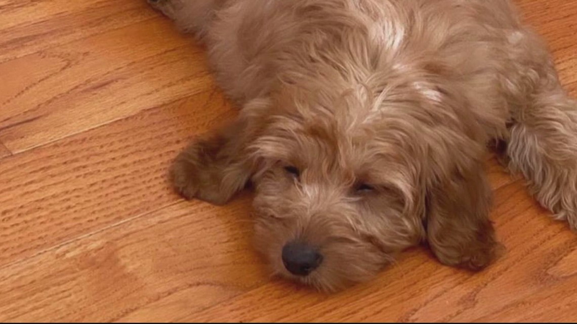 Do dogs actually dream about their humans? | Verify