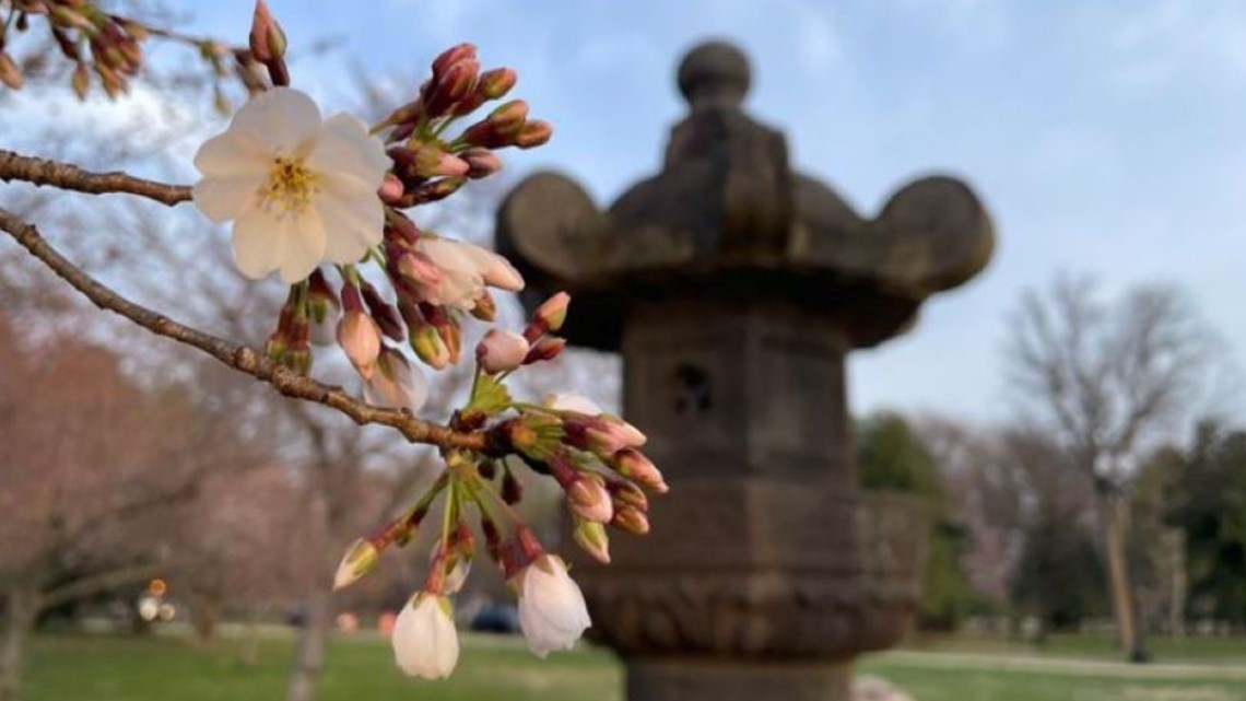 NPS: DC cherry blossoms hit stage 5 'puffy white'