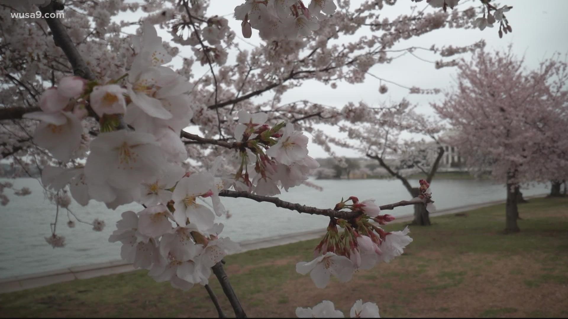 For over a century, more than a million people have flocked to the Tidal Basin every year to see the cherry blossoms, but climate change is threatening the blooms.