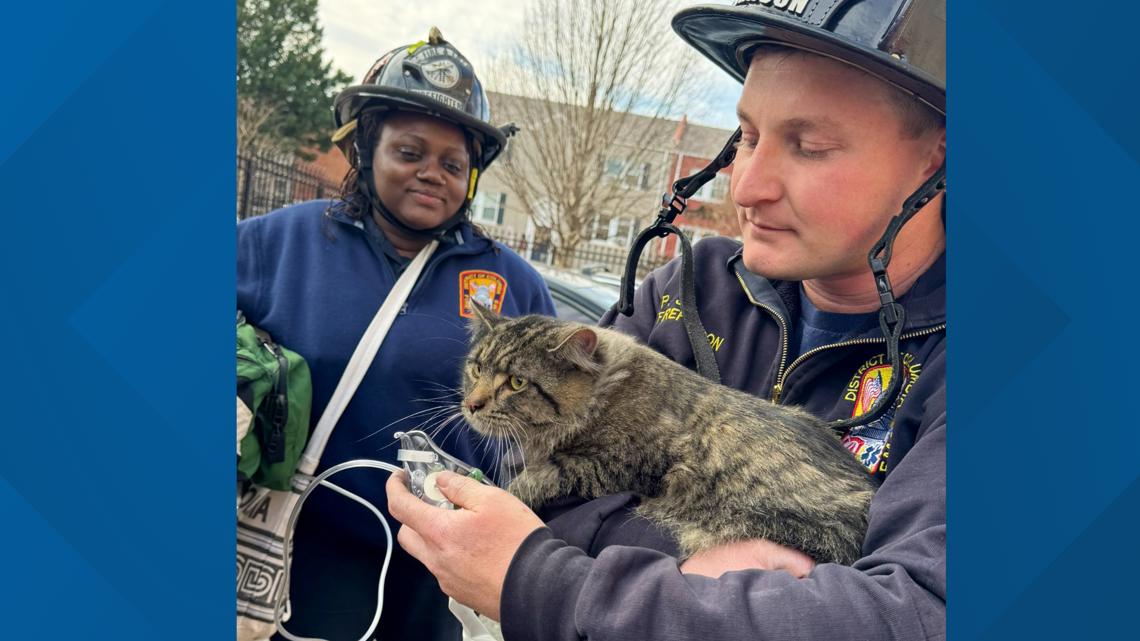 Person evaluated, cat recovering after rescue from Southeast DC fire