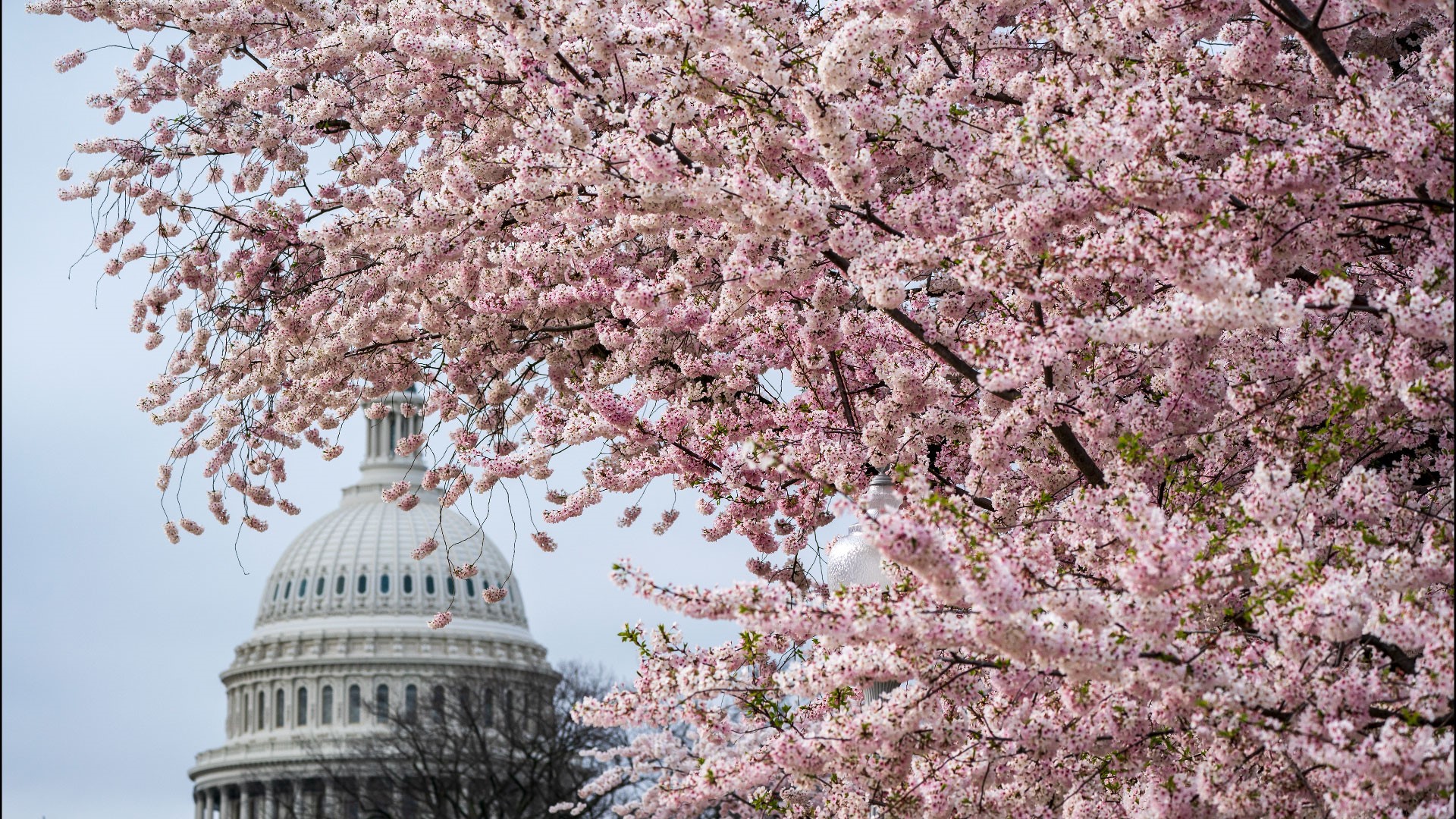 From your outfit to parking to blossom etiquette this guide will help you have the best cherry blossom experience!