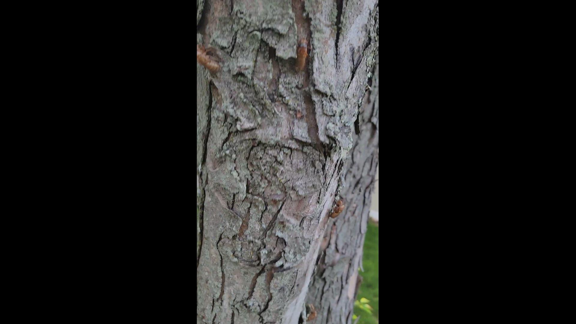 Cicadas in a tree in Bowie, Maryland (Credit: James Newkirk)
Credit: James Newkirk