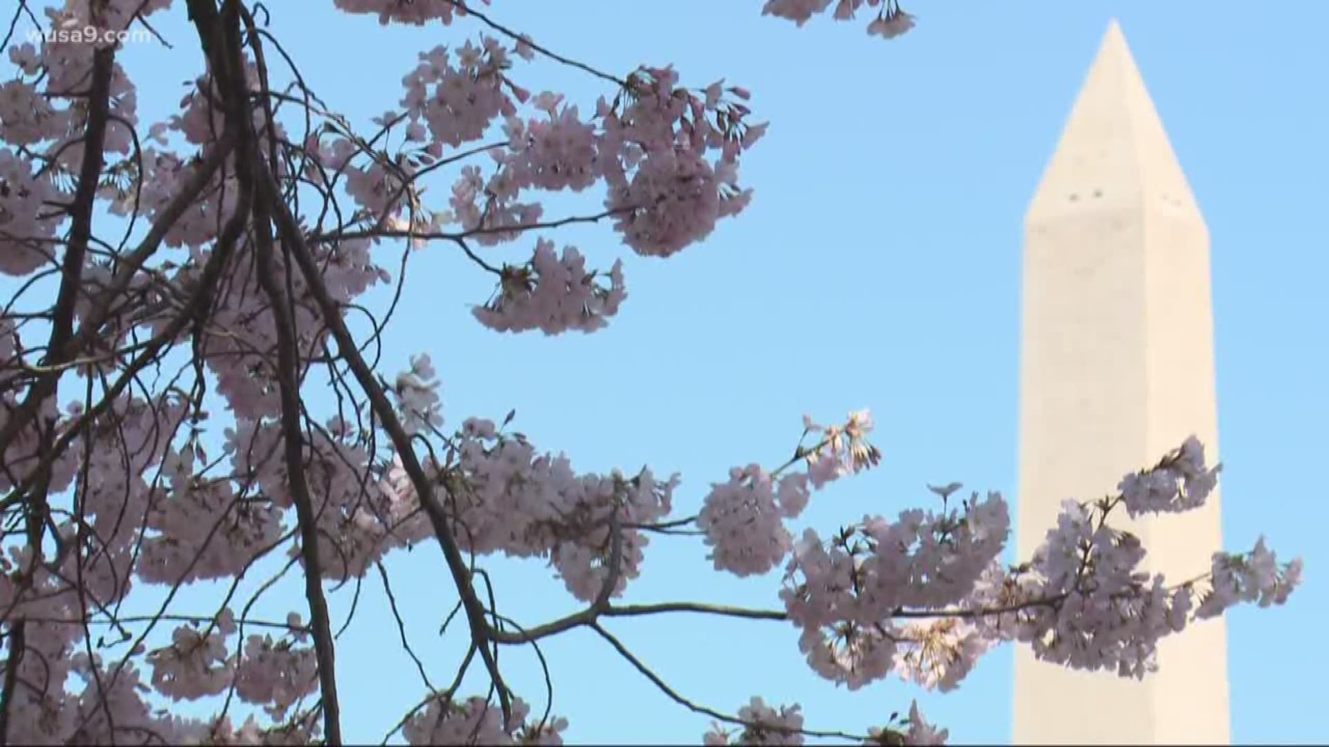 Peak bloom usually unfolds between the last week of March and the first week of April.