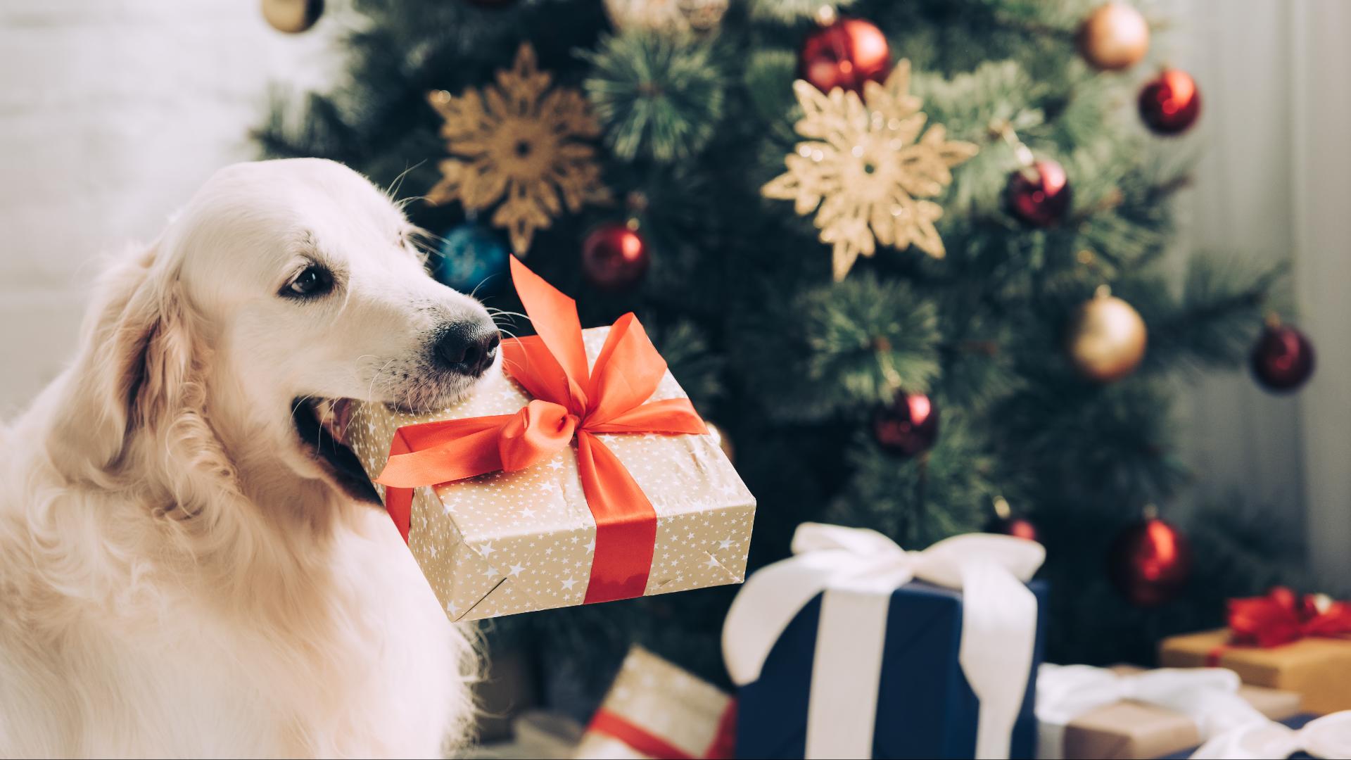 Sponsored by: Limor Media. Lifestyle Contributor Limor Suss shares gift ideas for everyone in your life...including the dog! For more go to limor.tv.