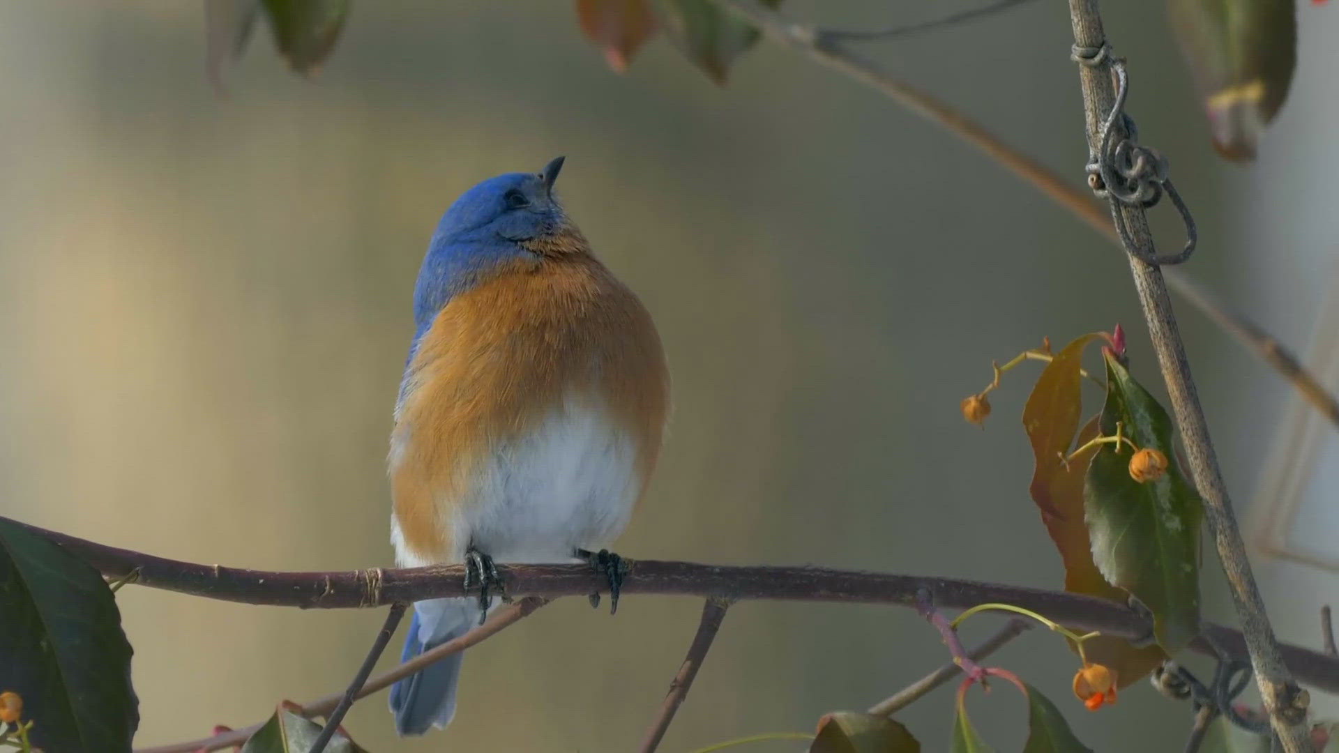 As millions of migratory birds fly over the District, one organization is working to help mitigate window collision deaths.