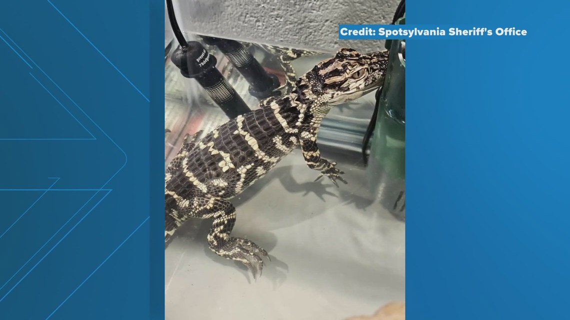 Baby alligator confiscated from Virginia home - Vimarsana News