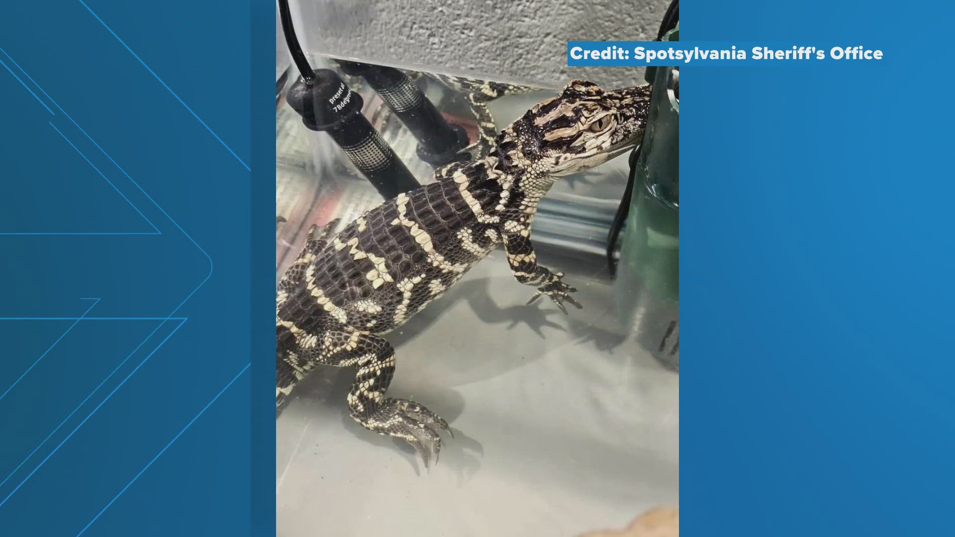 This baby alligator was taken from inside someone's home. It will come as no surprise to learn that alligators are not native to Virginia.
