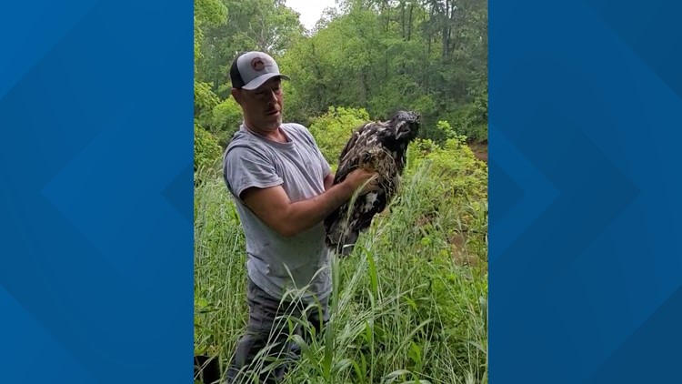 Eagle rescued after Dulles Greenway nest collapse