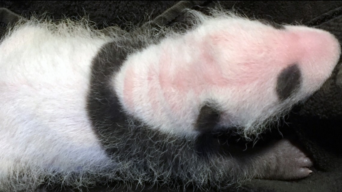 FONZ panda cam: New panda cub photos after neonatal exam 