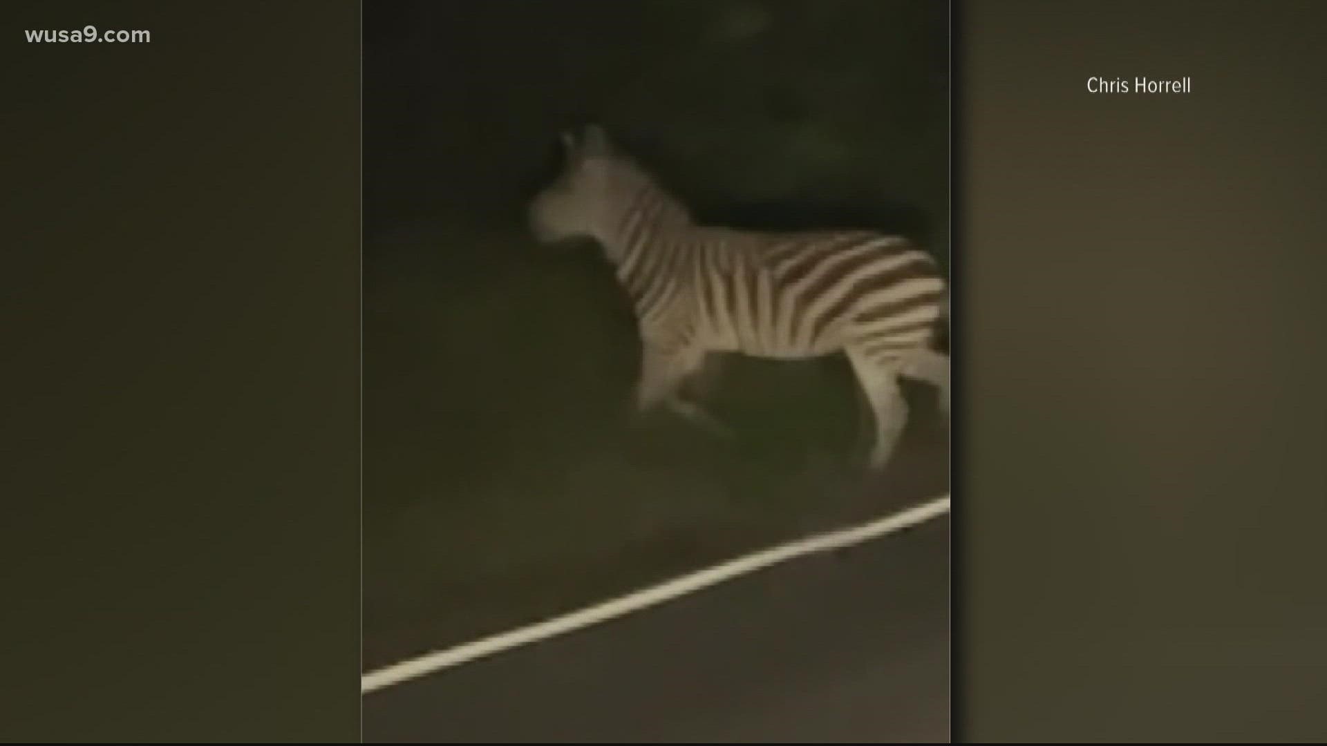 Officials say they found the deceased zebra in a snare trap near a field. Snare traps are illegal in Prince George's County.