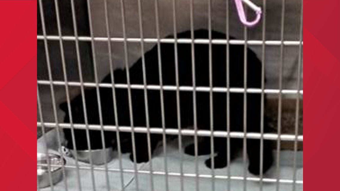 Black cat tests positive for rabies in Frederick County - Vimarsana News