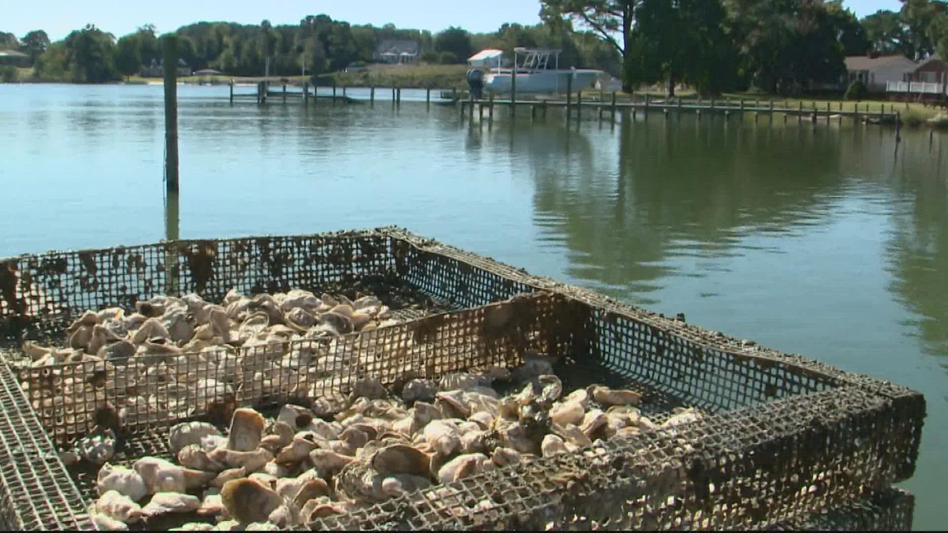 Oysters are good for your health, the economy and essential to aquatic life. Cousins Ryan and Travis Croxton have run Rappahannock Oyster Co. for the last 20 years.