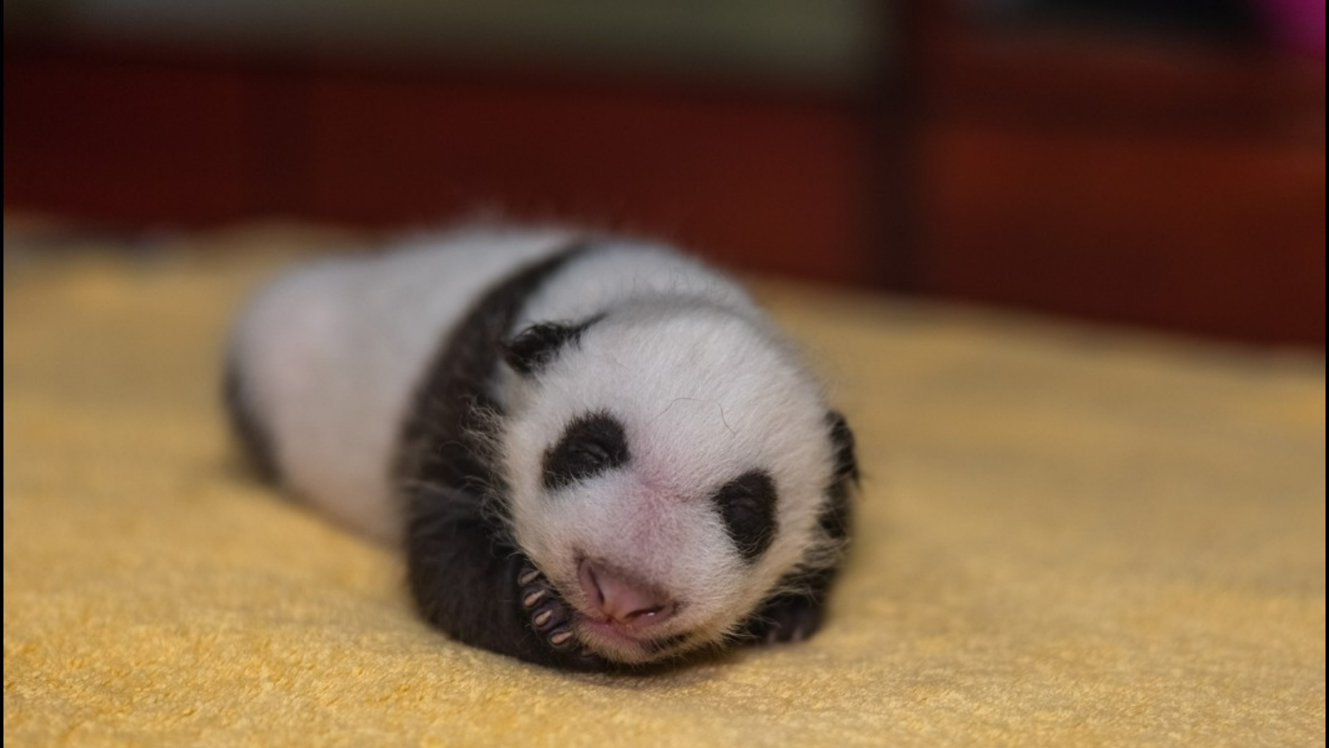 First Panda Revisiting panda history in Washington, DC | wusa9.com