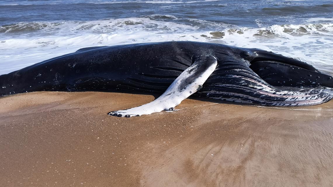 Humpback whale found dead, stranded on Maryland coast