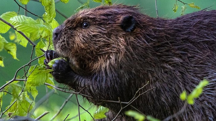 A sharp-toothed rodent could help save the Chesapeake Bay