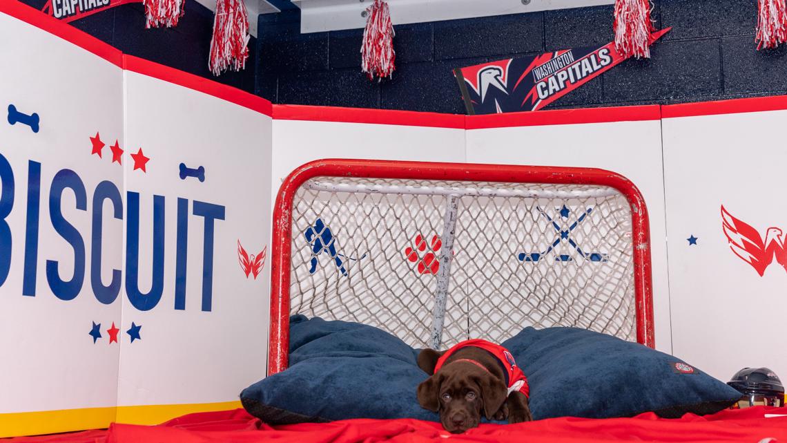 Hockey pup! Chocolate lab Biscuit is Capitals' new service dog in training