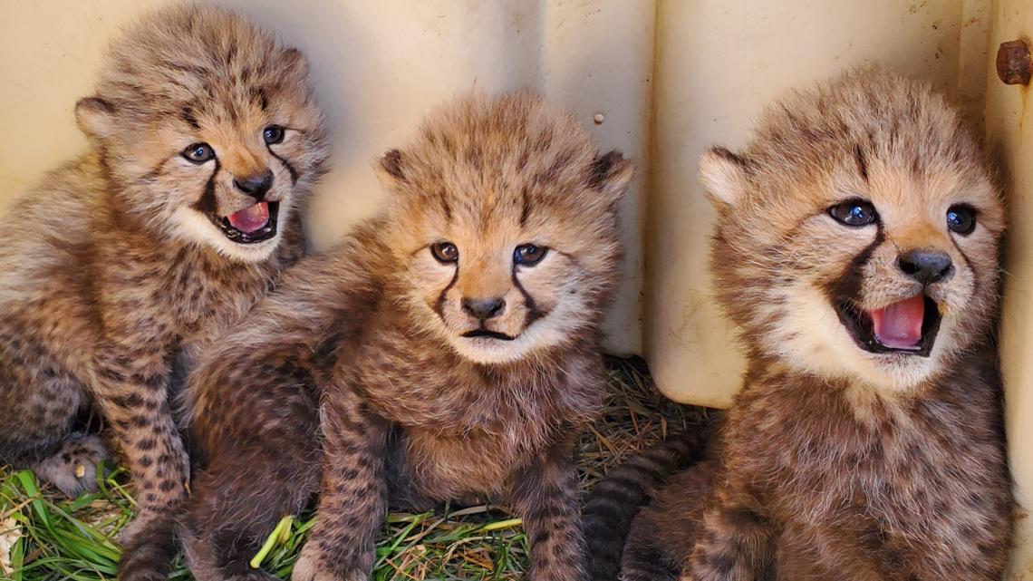 Smithsonian Zoo Cheetah Cam: Help name the baby cubs!