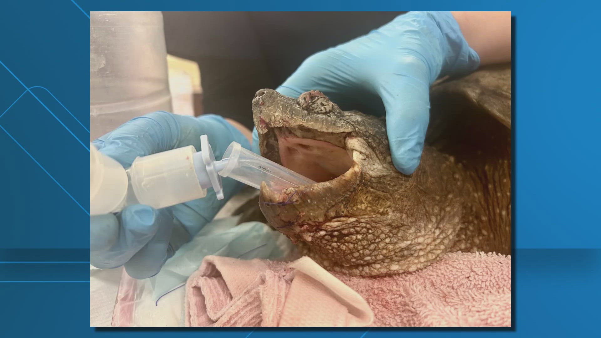The center said that the snapping turtle suffered a jaw fracture and head trauma.