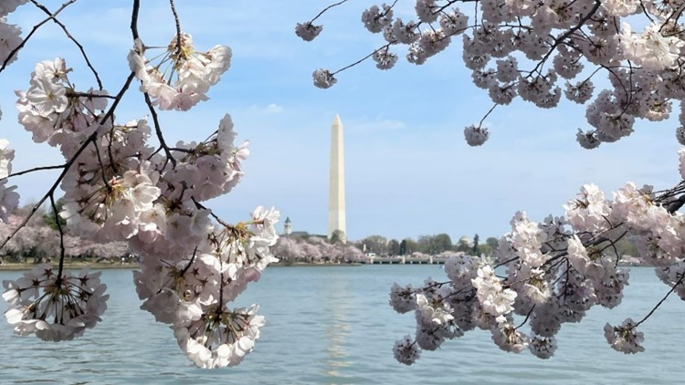 Thousands visit DC for cherry blossom peak bloom
