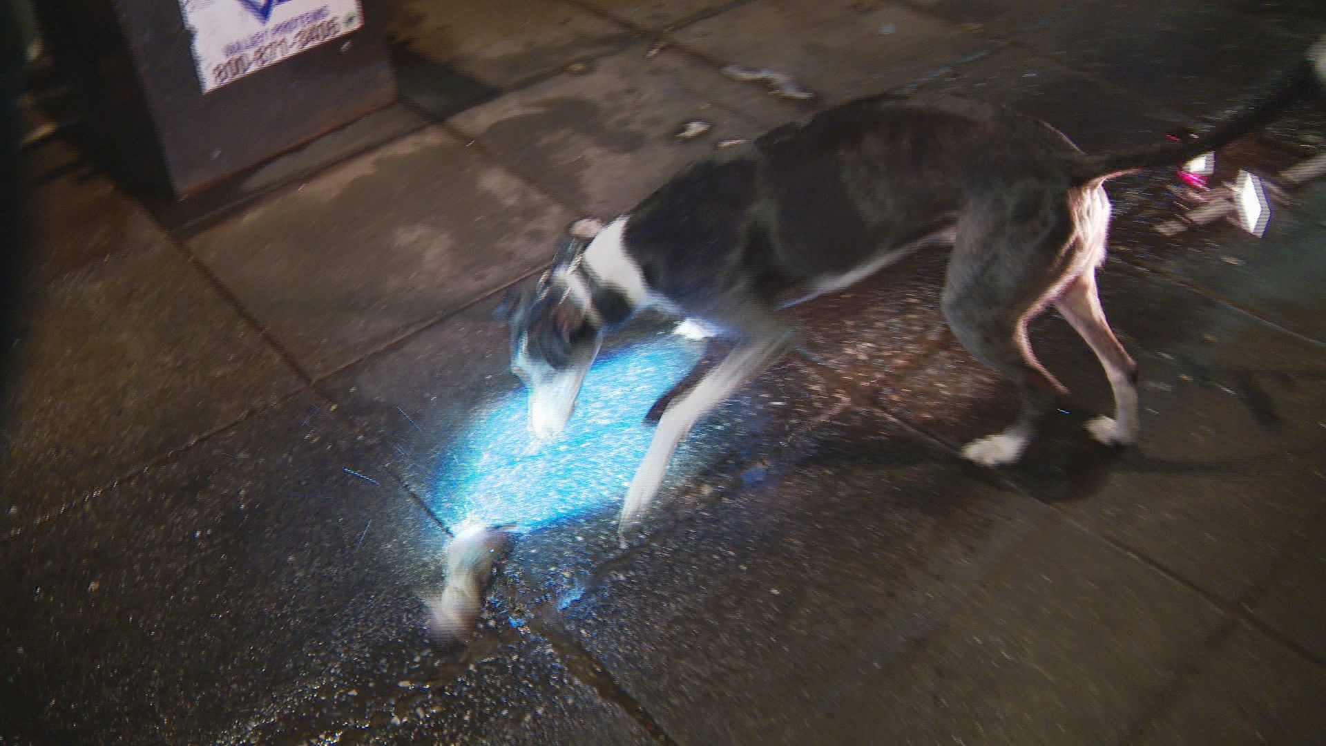 Dogs Hunt Rats Urban hunting: Dogs tackling rats in Adams Morgan | wusa9.com