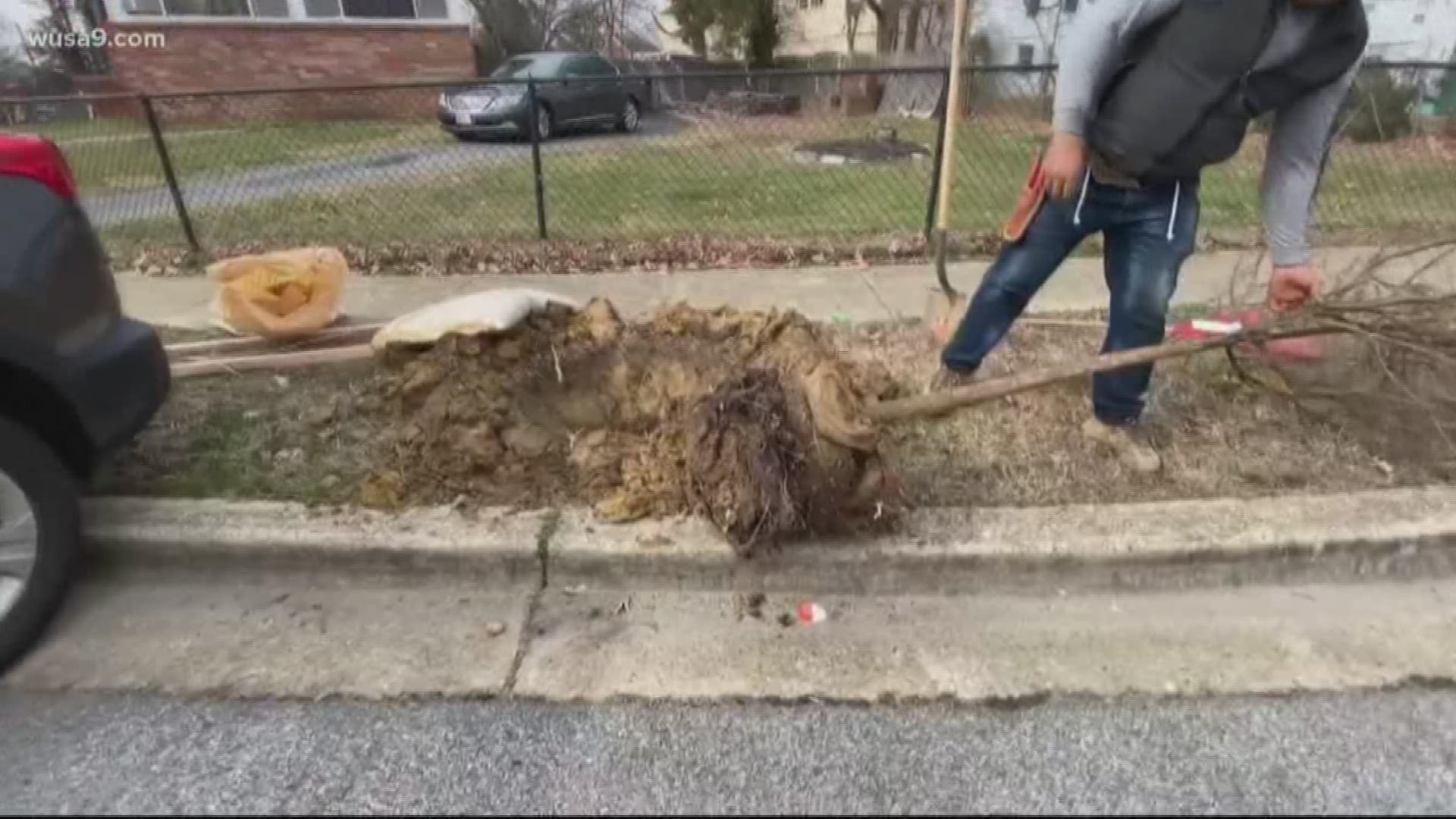 The planting of new trees across PG Co. neighborhoods has caused residents' complaints. Maintenance and broken sewer lines are just a few of their worries.