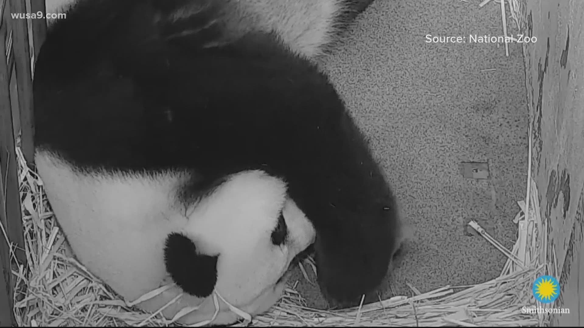 Mei Xiang is laying on her side with the cub between her forearms, which is something she didn't do with her other babies, allowing her to get more rest.