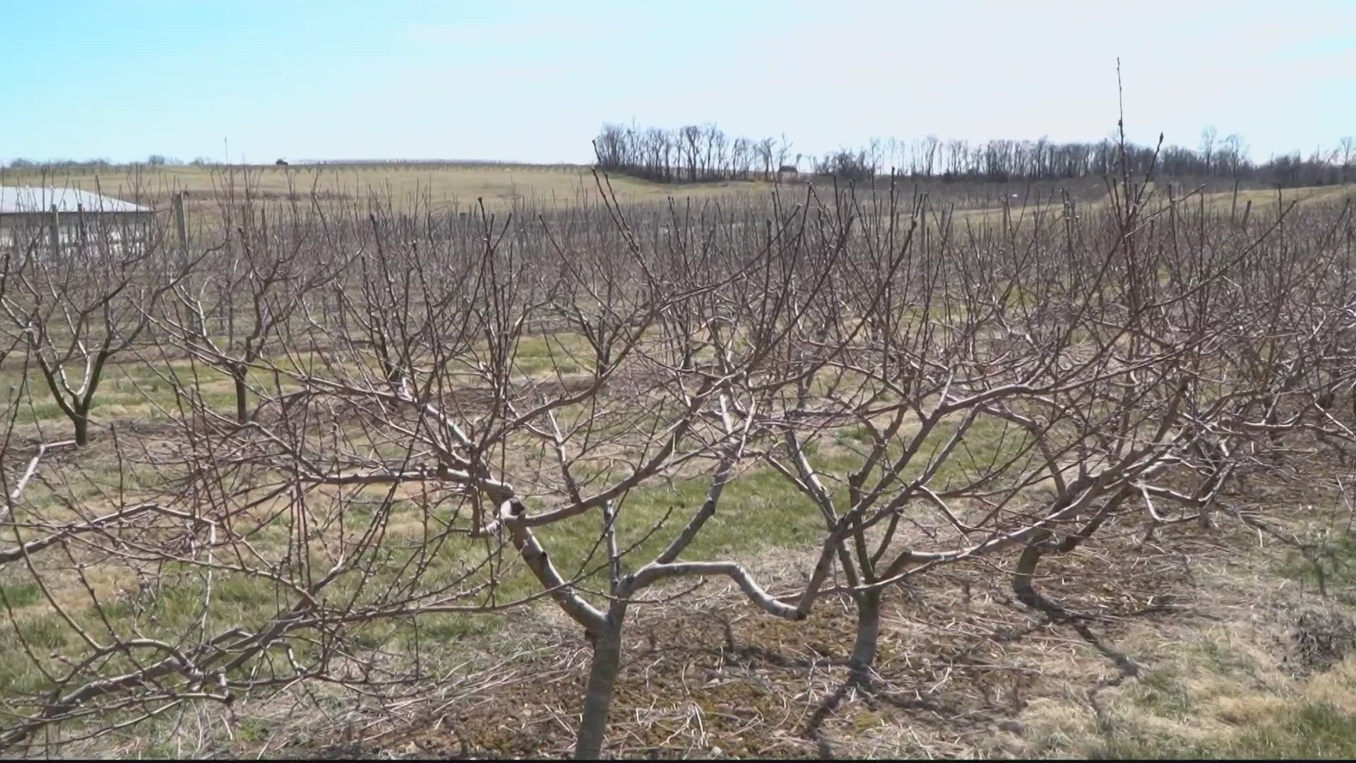 Here's how Virginia scientists are working to improve fruit tree resiliency.