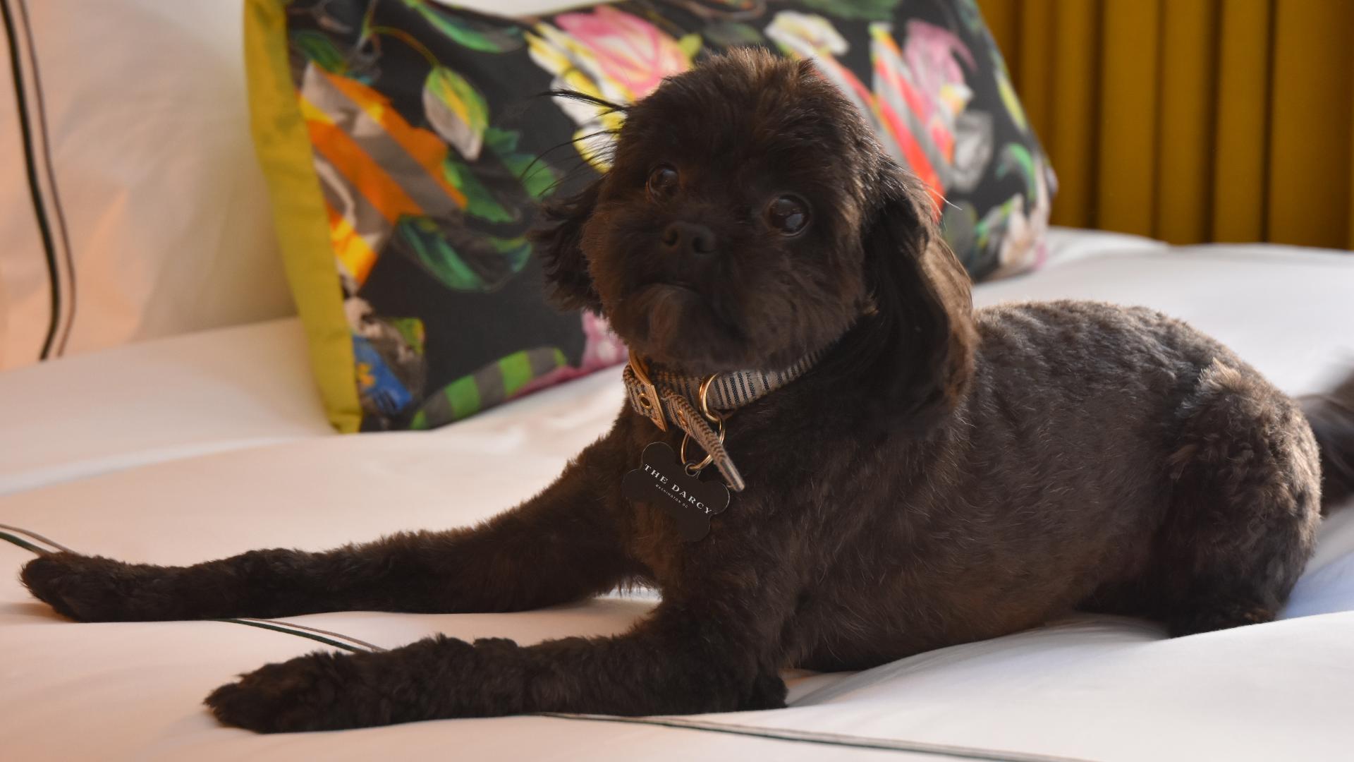 Celebrate national dog day with a visit to The Darcy Hotel and enjoy bites and drinks for both pups and humans while enjoying an entertaining dog fashion show!