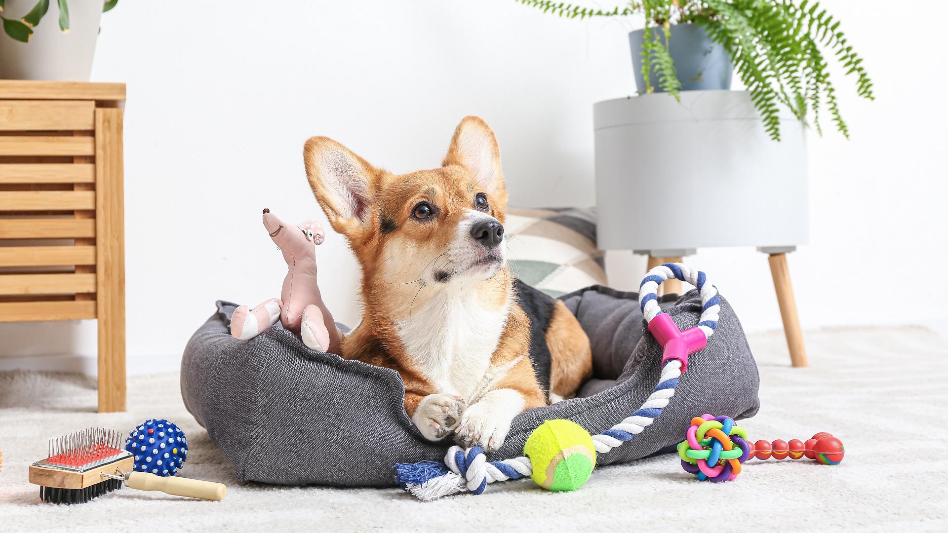 Sponsored by: Amazon. Jenn Rea, Communications Manager at Amazon stores gives us the scoop on what's on sale for the Amazon Pet Days Sales Event. 