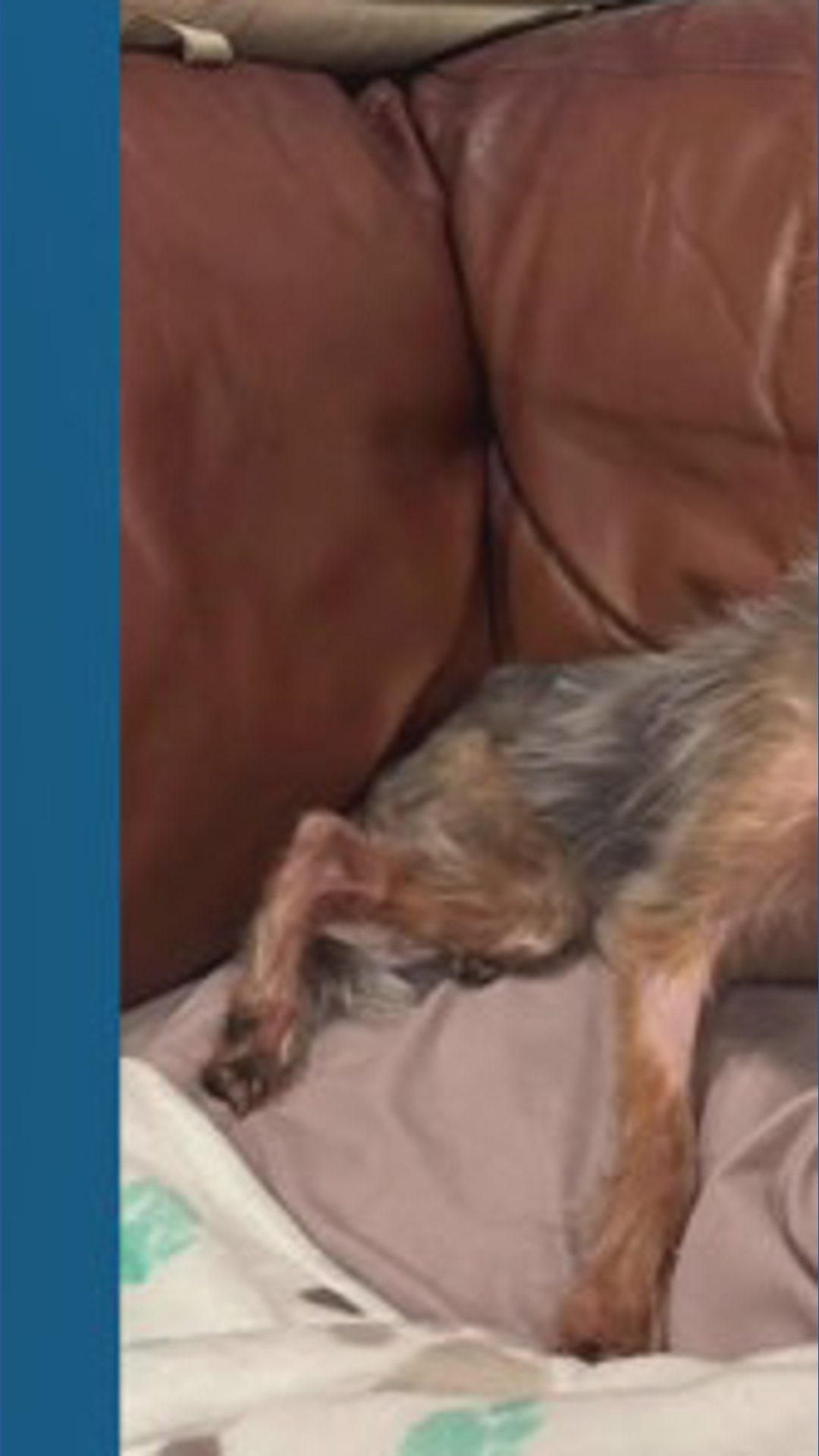 Yorkie named Apple recovering after being thrown down trash chute