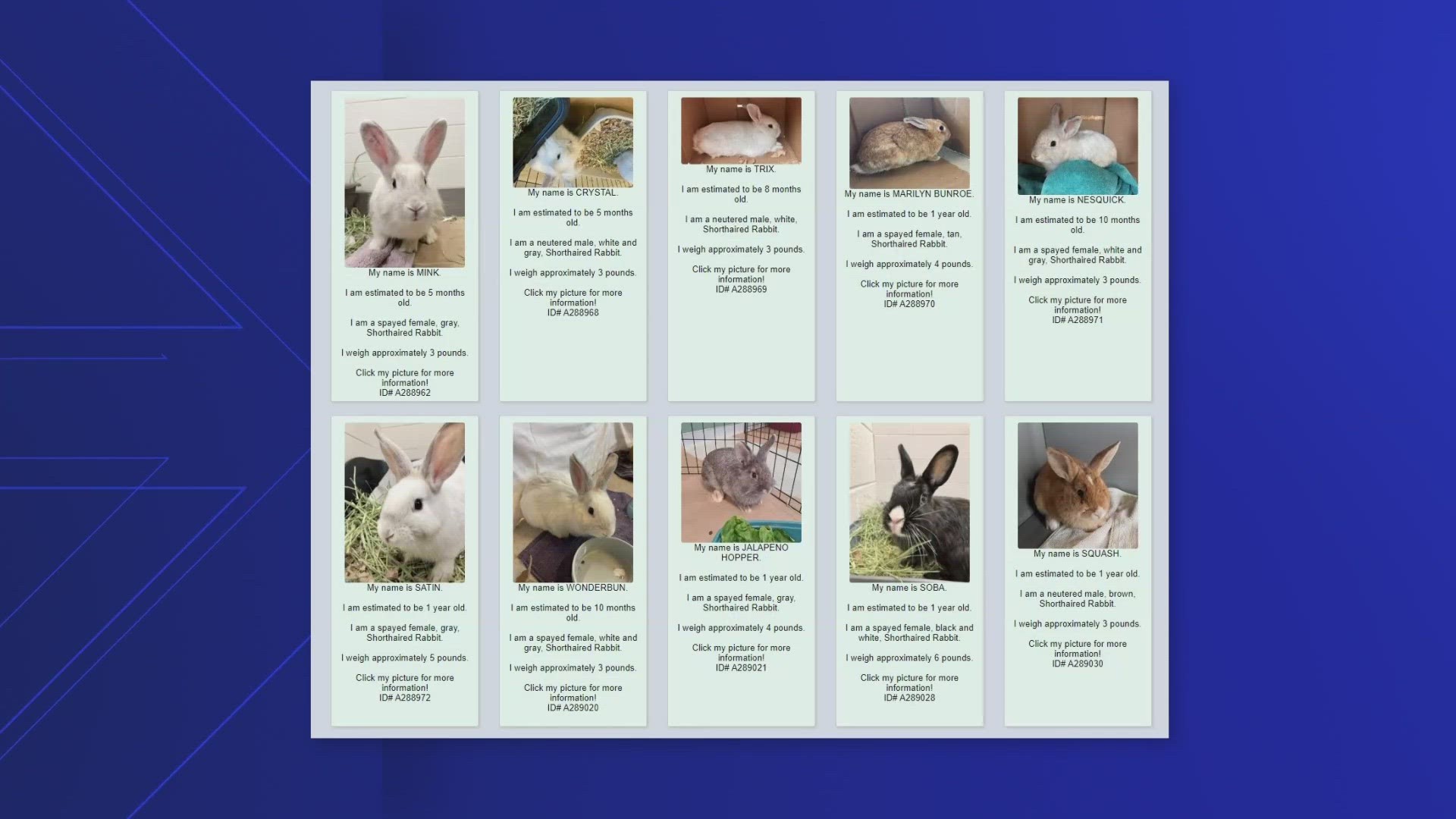 On Friday, April 5, LCAS said they received 43 rabbits, ranging from two days to two years old.