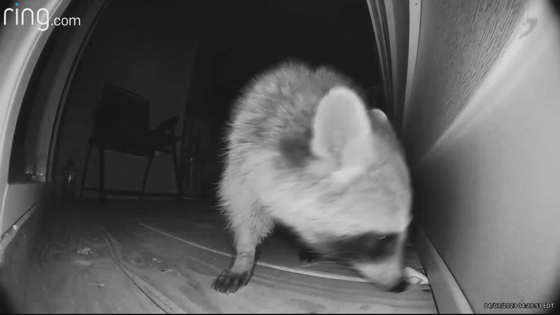 Woman with disabilities can't get rid of raccoons in condo, management ...