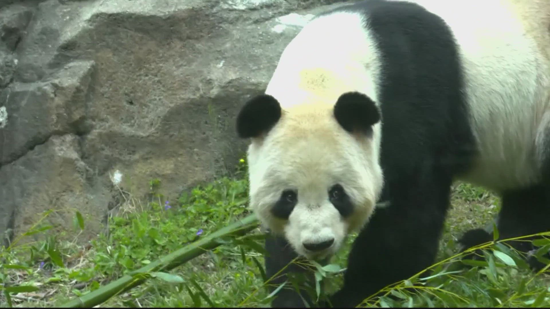 Yes, all zoo pandas in the U.S. are being returned to China in November ...