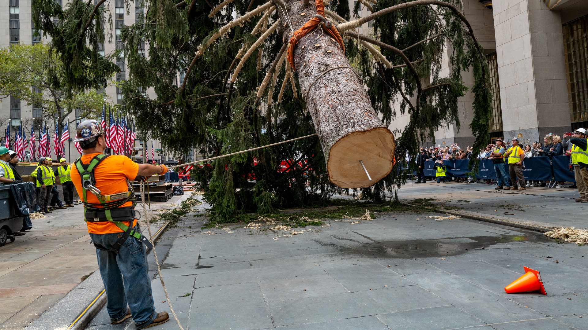 Holiday arrival: Rockefeller Center Christmas tree arrives in NYC ...