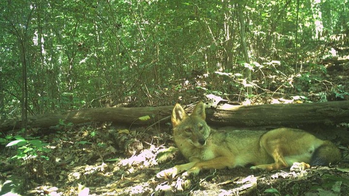 Coyote UP Speed Radar Alert System : : Sports & Outdoors