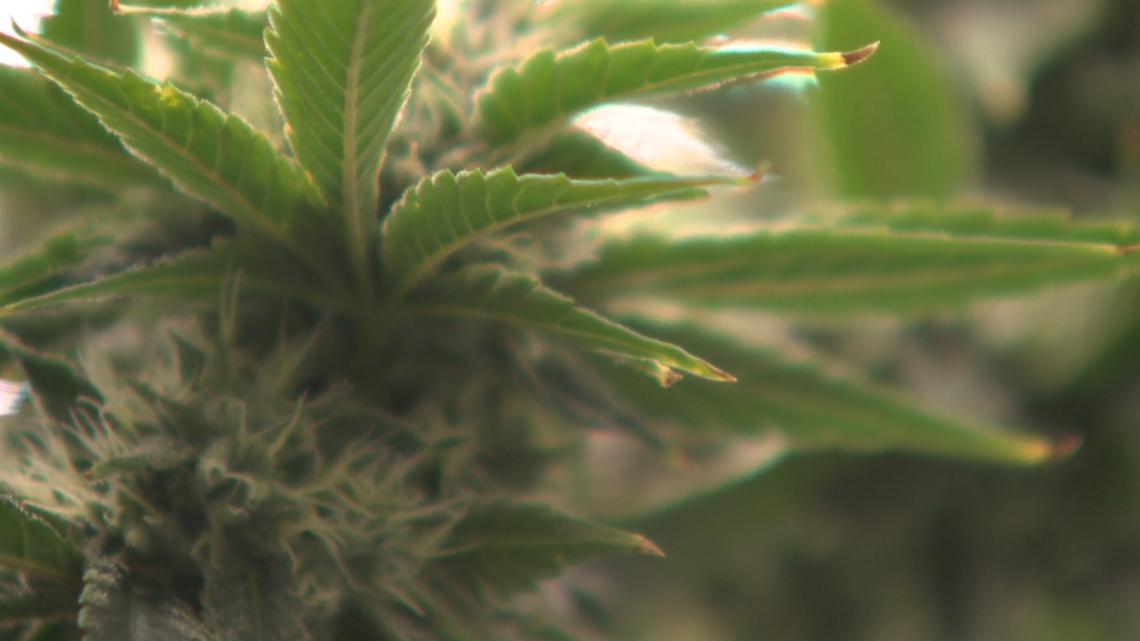 Virginia lawmakers unveil proposal for regulated cannabis marketplace with dozens of new changes