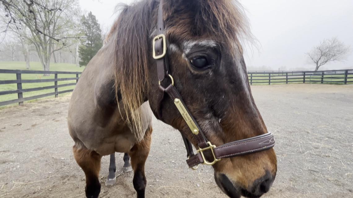 Oldest living horse in the world celebrated her birthday in Aldie, Virginia