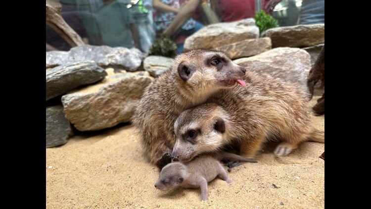 National Zoo welcomes 3 new meerkat pups