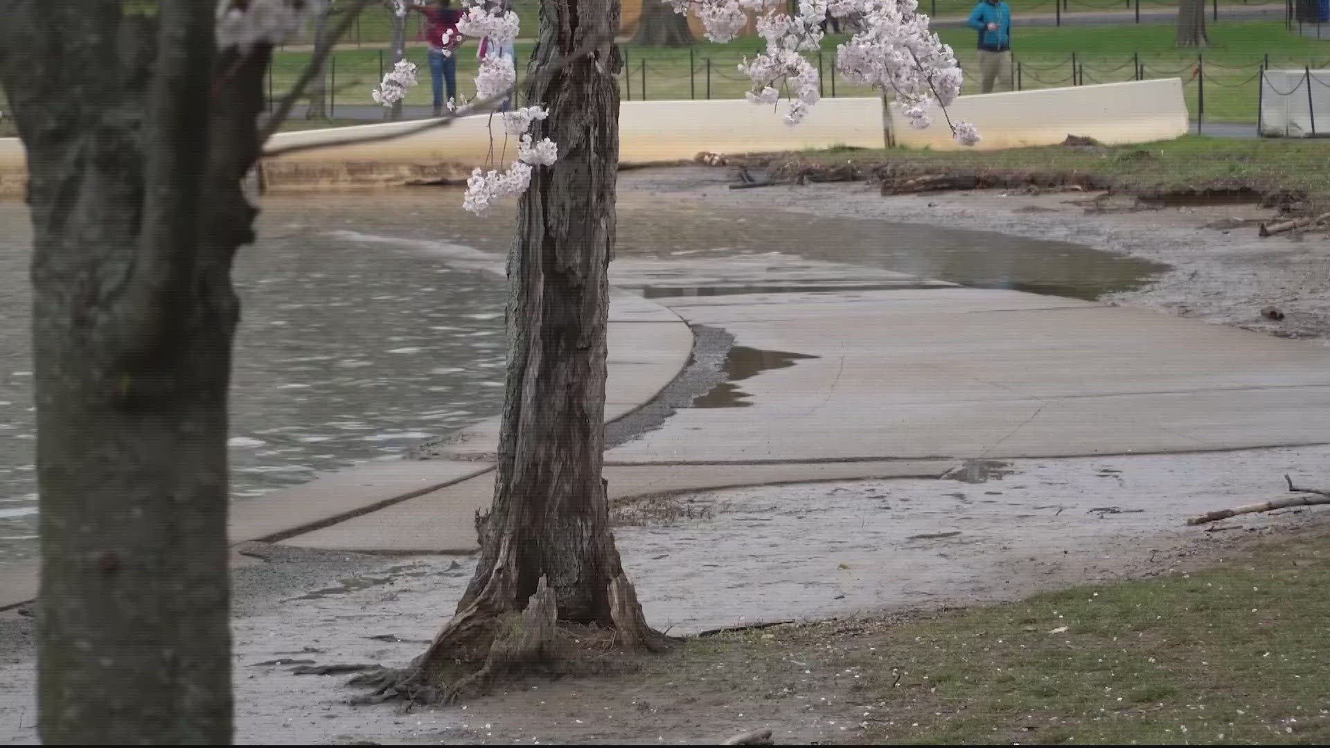 The failing seawall along the Tidal Basin and West Potomac Park allows water to flood the walkways daily.