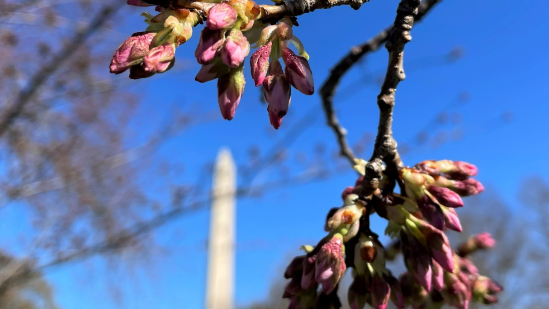 The D.C. cherry blossoms are moving along, and we've officially reached stage 4 on Tuesday