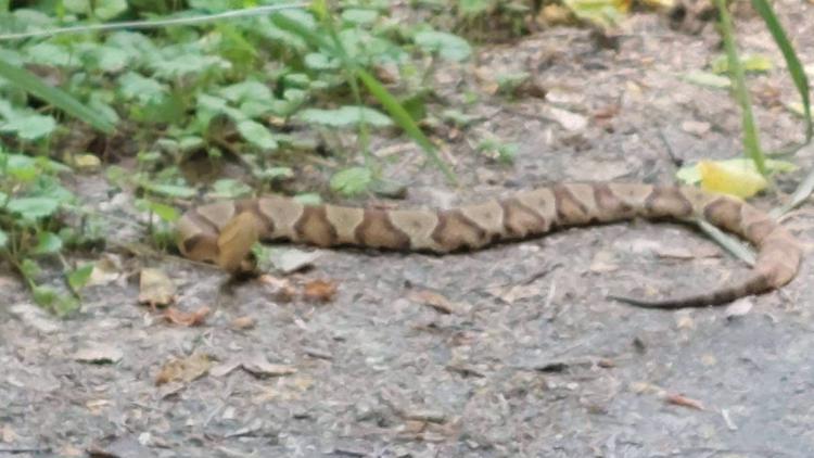 Family shaken after dog bit by copperhead, antivenom hard to find ...