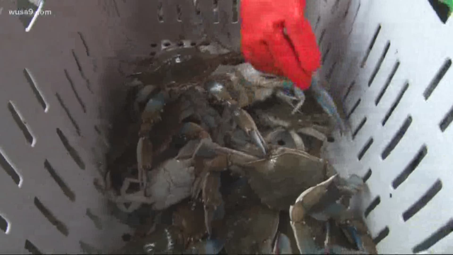 There are nearly twice as many juvenile crabs in the Bay as there were a year ago. In fact, the Bay's blue crab population increased by 60-percent in one year.